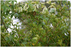 Passiflora subpeltata